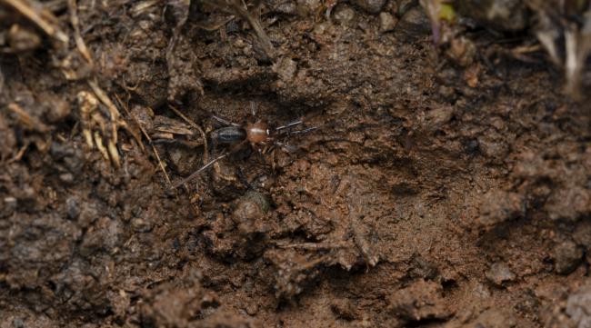 营养土可以养蜘蛛吗