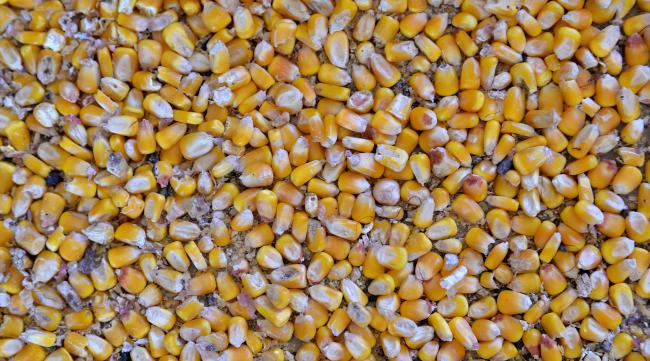 金刚300玉米种子介绍
