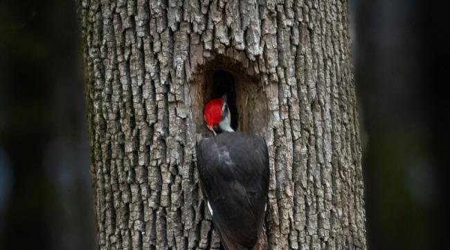 啄木鸟啄木头的声音是什么声音
