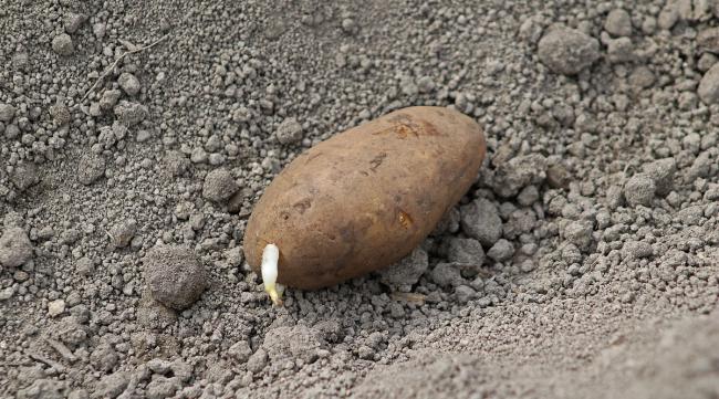 饥荒怎么获得土豆种子