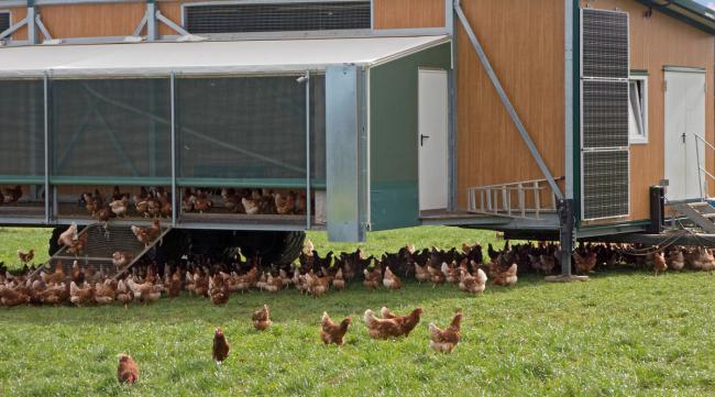 养鸡的棚子怎么建好