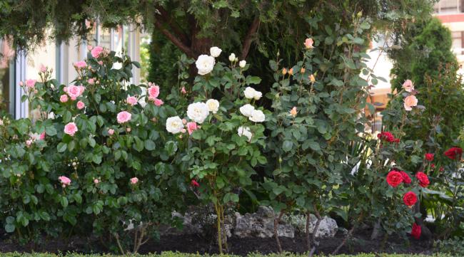 玫瑰花树怎么种植方法