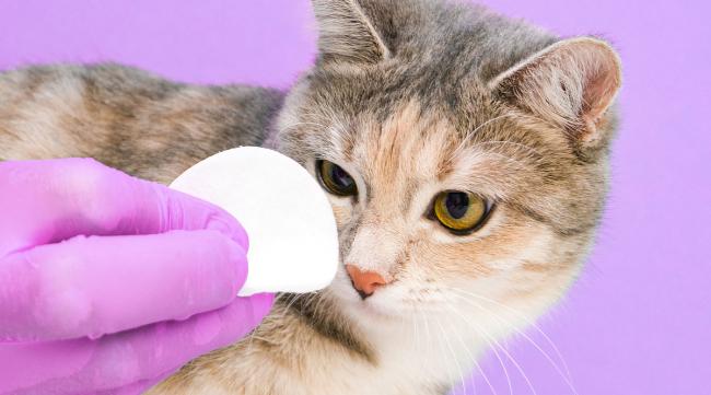 碘伏消毒液猫咪能用吗