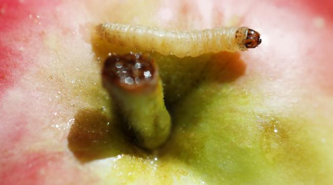 水果里面怎么会生虫子呢
