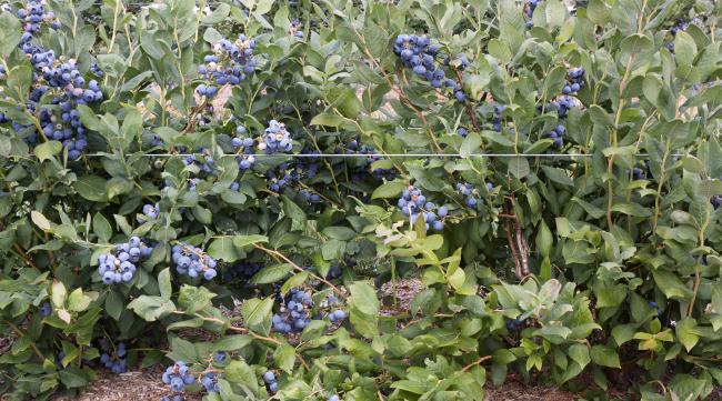 森林游戏蓝莓怎么种