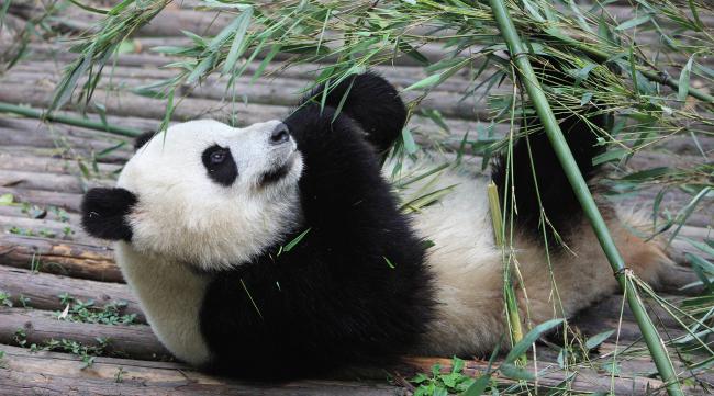 了解熊猫的分析方法有哪些方面
