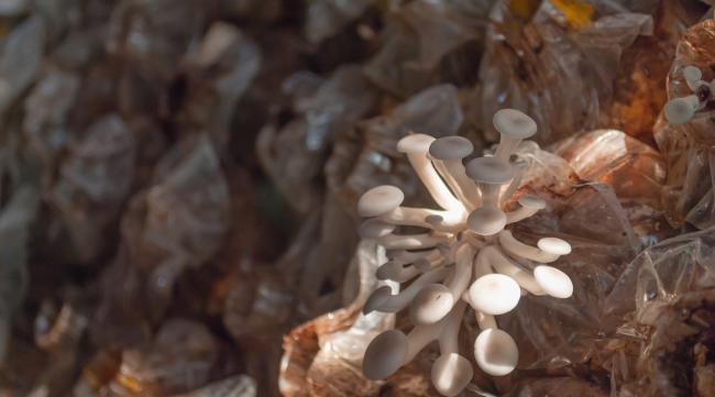 蘑菇菌丝生长过程