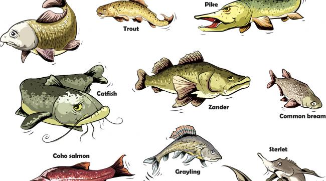 鱼是什么进化来的