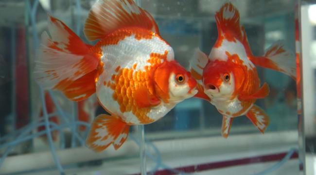 金鱼的繁殖方法和注意事项图片