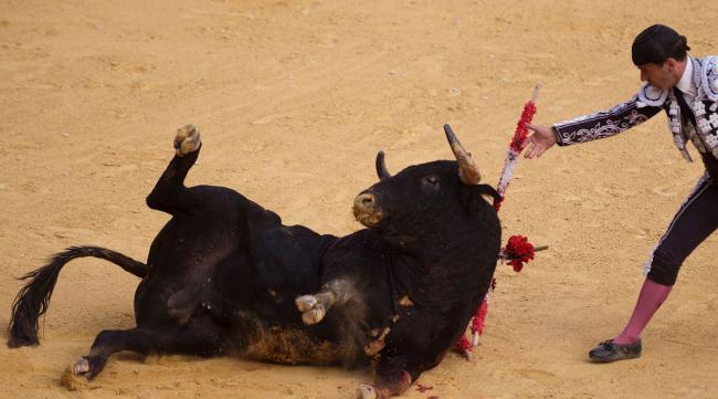 西班牙斗牛为什么要杀死牛