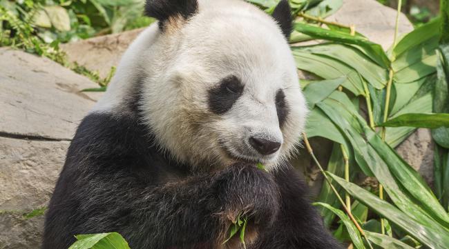 熊猫花花有攻击性吗