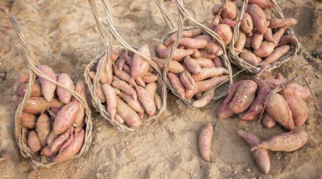 黄沙保存红薯的方法是什么