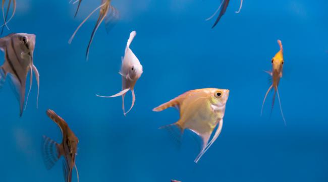 鱼靠什么能在水里自由的游动呢