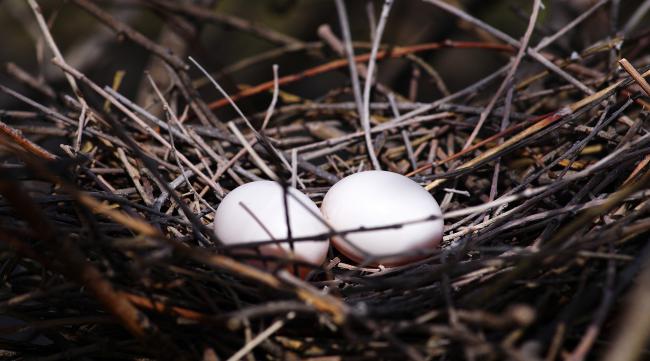 怎样辨别鸟蛋还能不能孵化