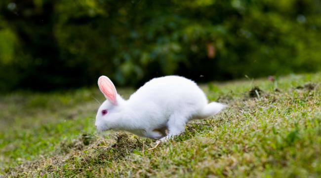 为什么兔子跑得快