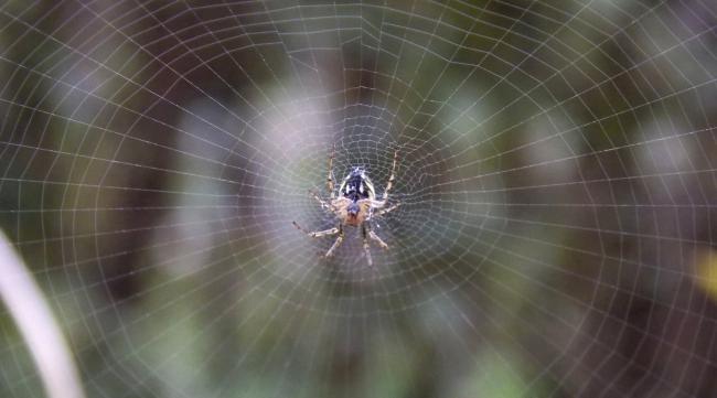 为什么蜘蛛能在空中织网