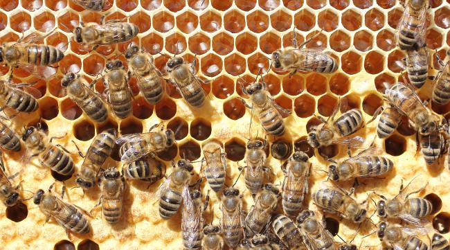 蜜蜂多少度适合出巢养