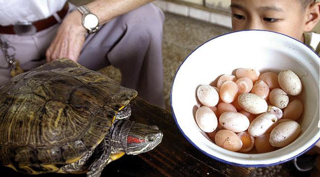 乌龟蛋孵化原理
