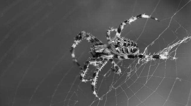饥荒联机版蜘蛛腺体能做什么