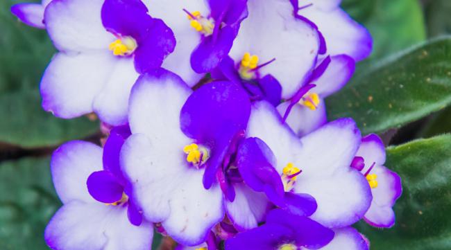 紫罗兰怎么开花