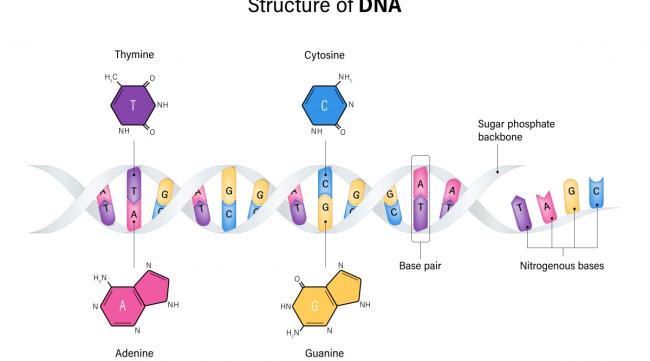 酰基载体蛋白的辅基是什么基团