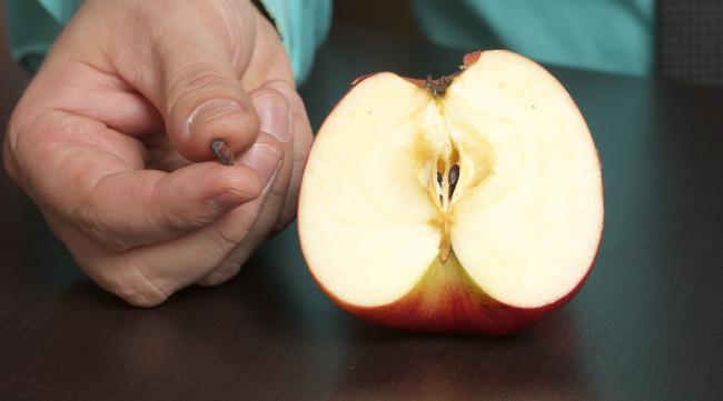 一个苹果有多少个种子呢
