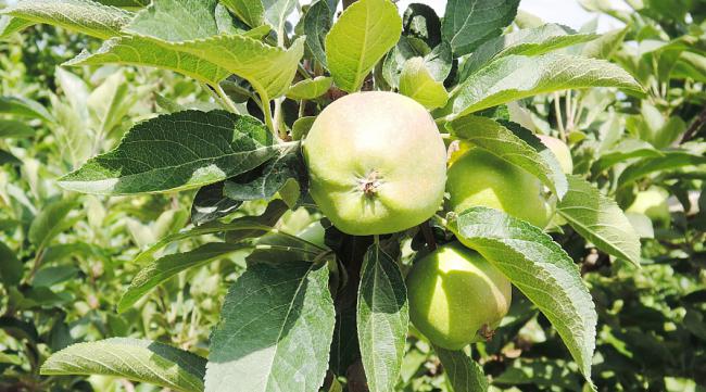 苹果树黑点重用什么肥料好