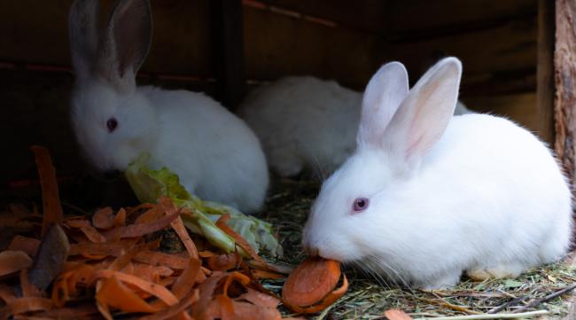 每天怎么仔细的给兔子喂食呢