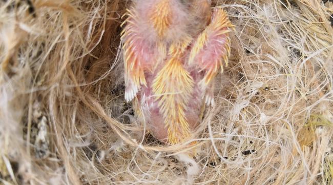 黄豆鸟在什么季节繁殖的