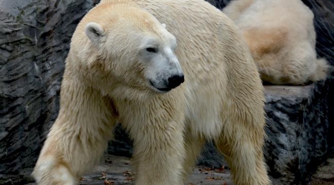 北极熊为什么叫北极熊呢