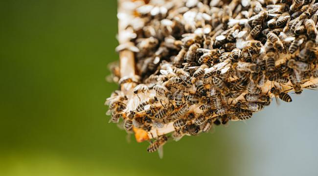 挨饿荒野怎么获得蜂蜜