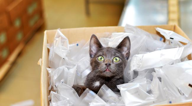 猫为什么喜欢箱子和塑料袋呢