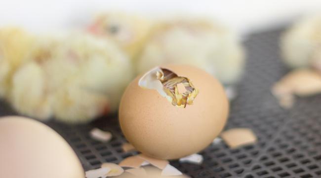 鸡蛋怎么孵出小鸡最简单的方法