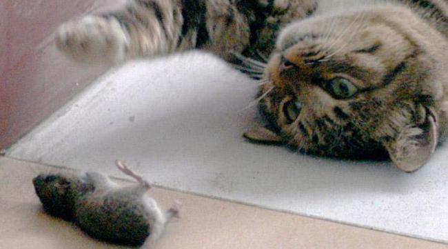 老鼠为什么爱咬电线