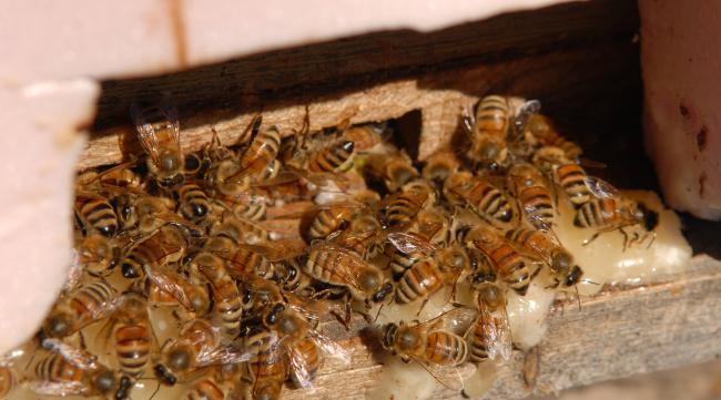 蜜蜂造脾是蜂王产卵了吗