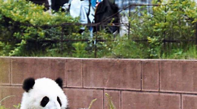 为什么外国人这么喜欢熊猫呢