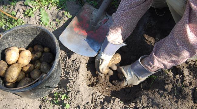 土豆储存窖底能不能再挖坑里
