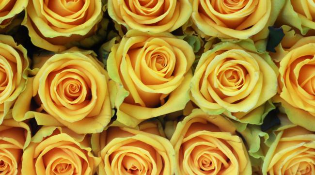 十二朵黄玫瑰花语