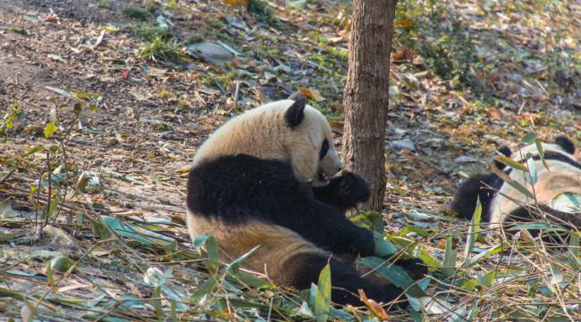 为什么熊猫特别喜欢爬树呢