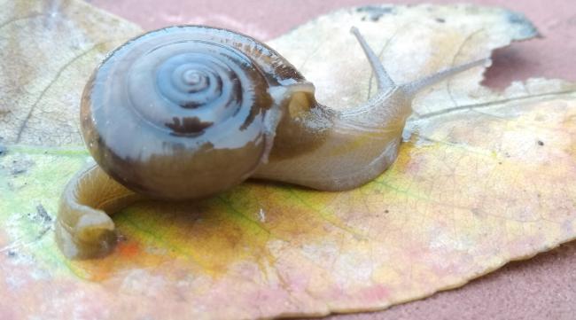 为什么蜗牛行走时会留下粘液