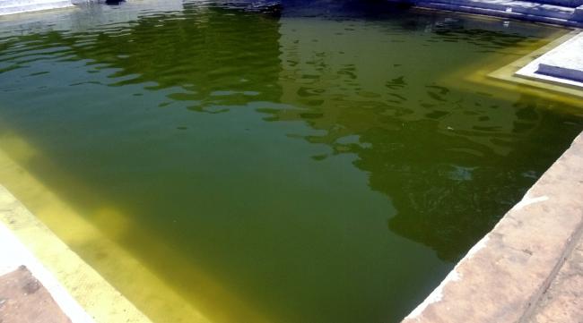 鱼池水发绿怎么解决