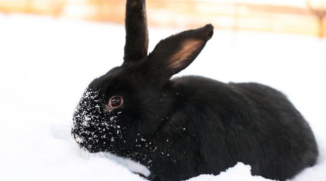 兔子体内温度多少度正常