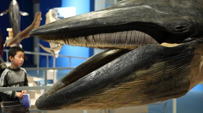梅尔维尔鲸为什么灭绝