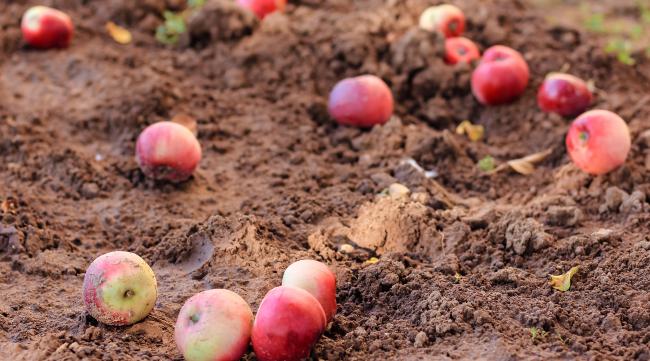 把苹果核埋在土里能不能发芽了