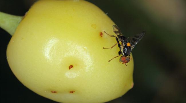 水果里面的虫子怎么防治好