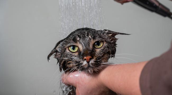 成猫怎么洗澡