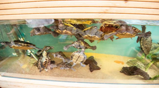 忍者神龟能一直在水里养吗