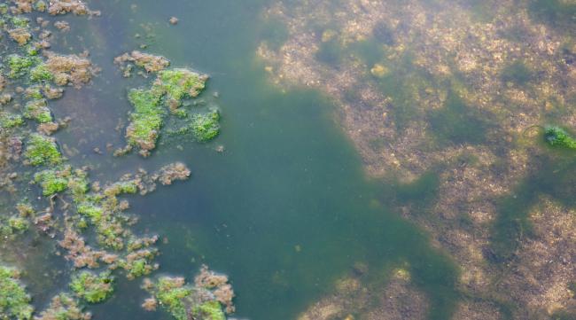 怎样才能让鱼塘藻类旺盛呢