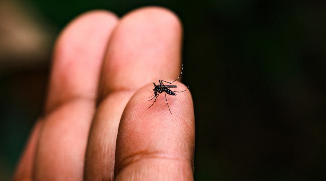 1厘米大的蚊子叫啥呢
