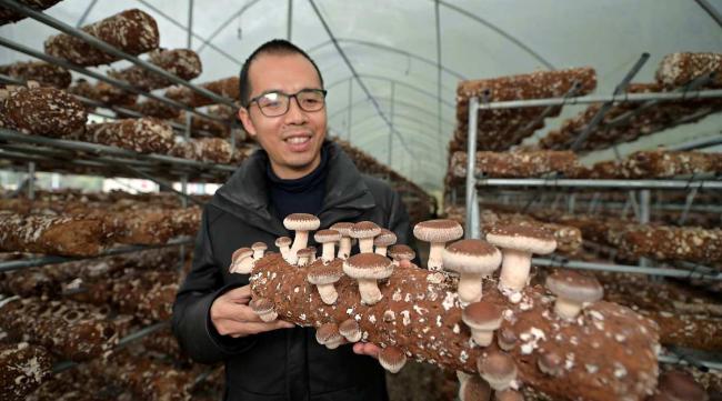 香秀菇种植方法图解